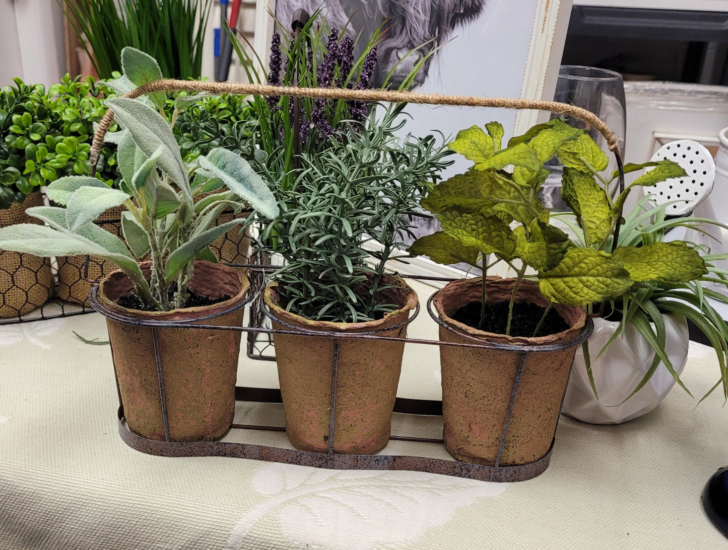 Three little plants