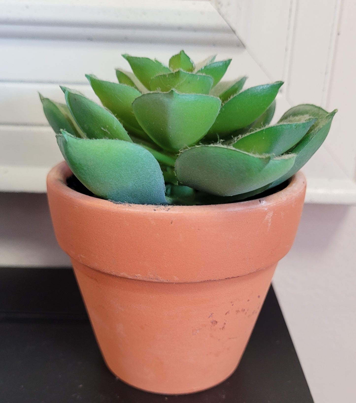 Succulent plant