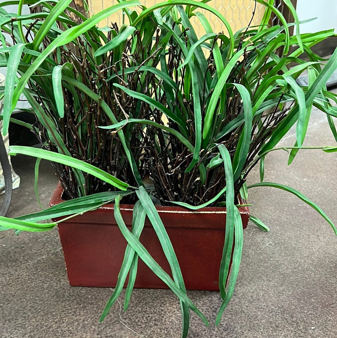 Potted Plant