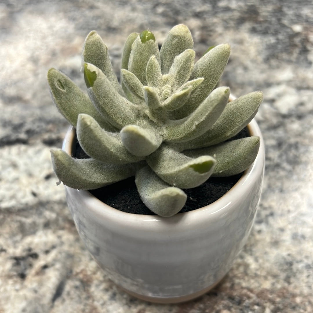 Small Succulent Plant