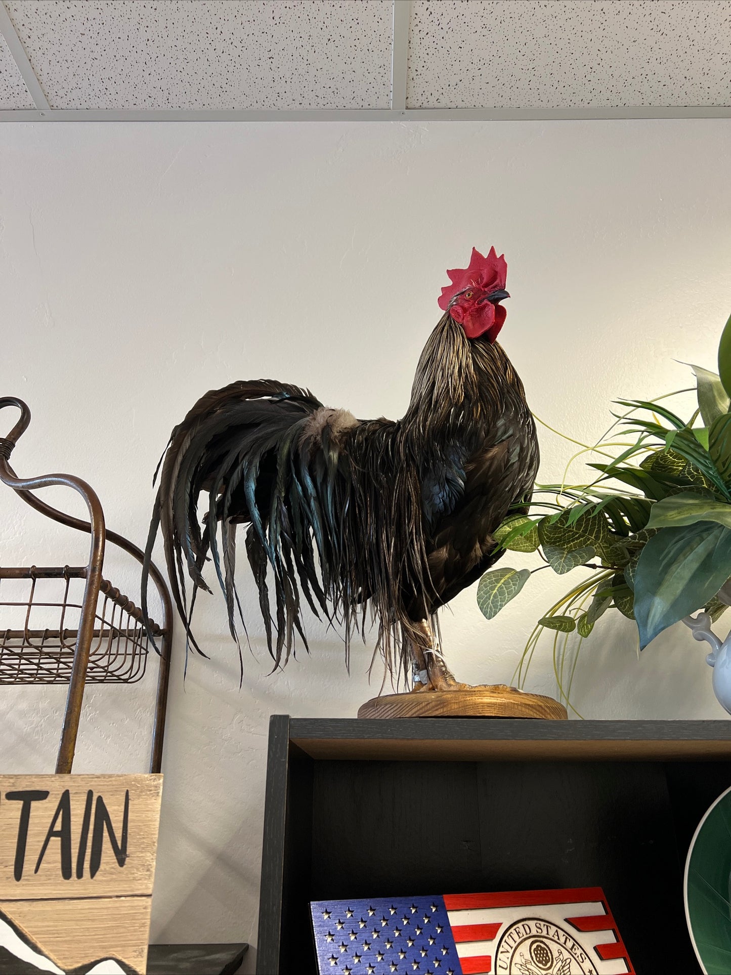 Rooster-Show Bird
