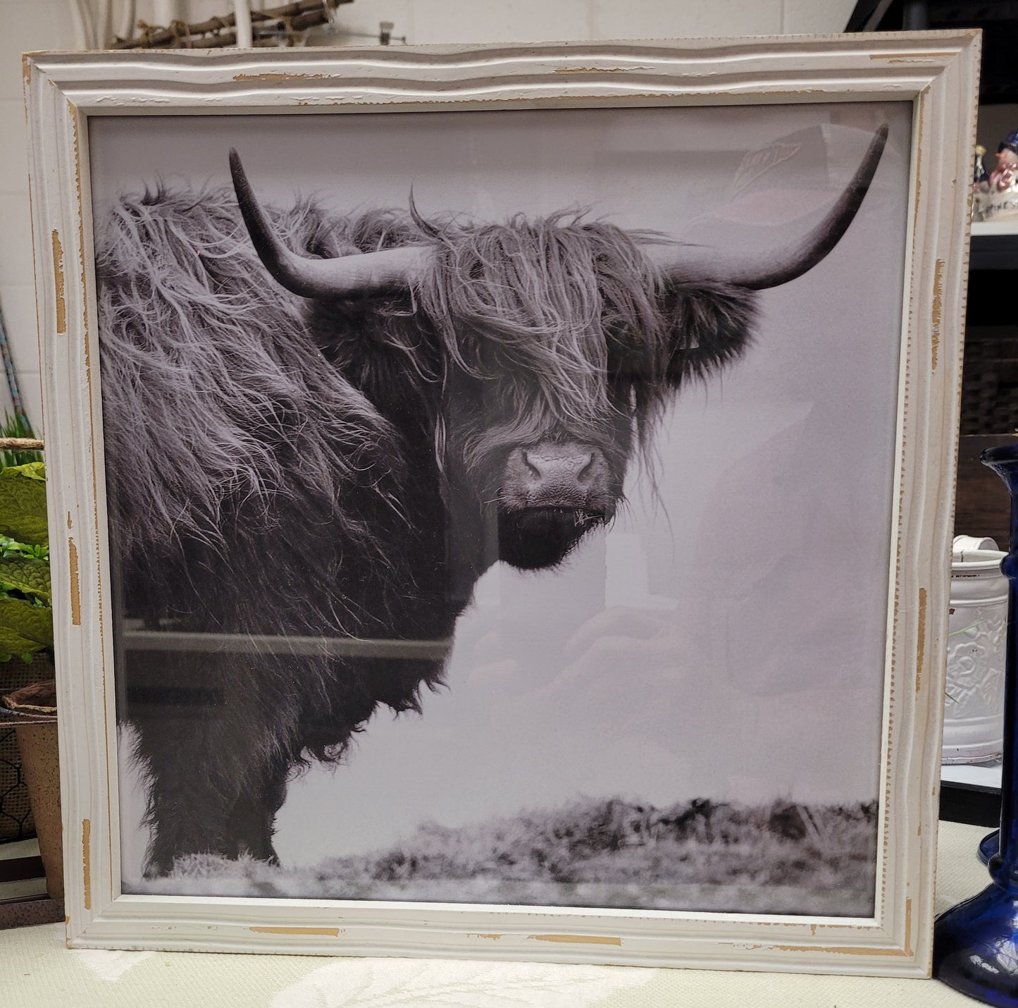 Shaggy Cow