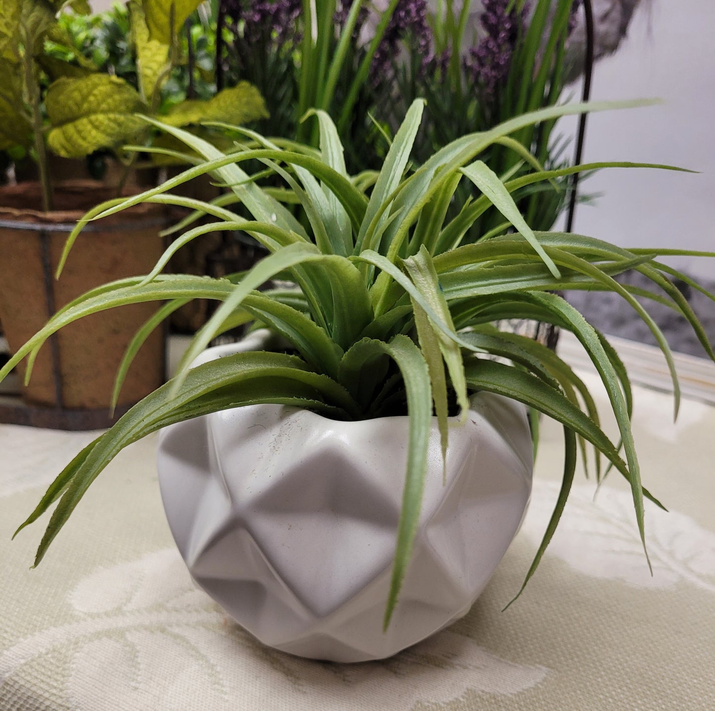 Spider plant with in white vase