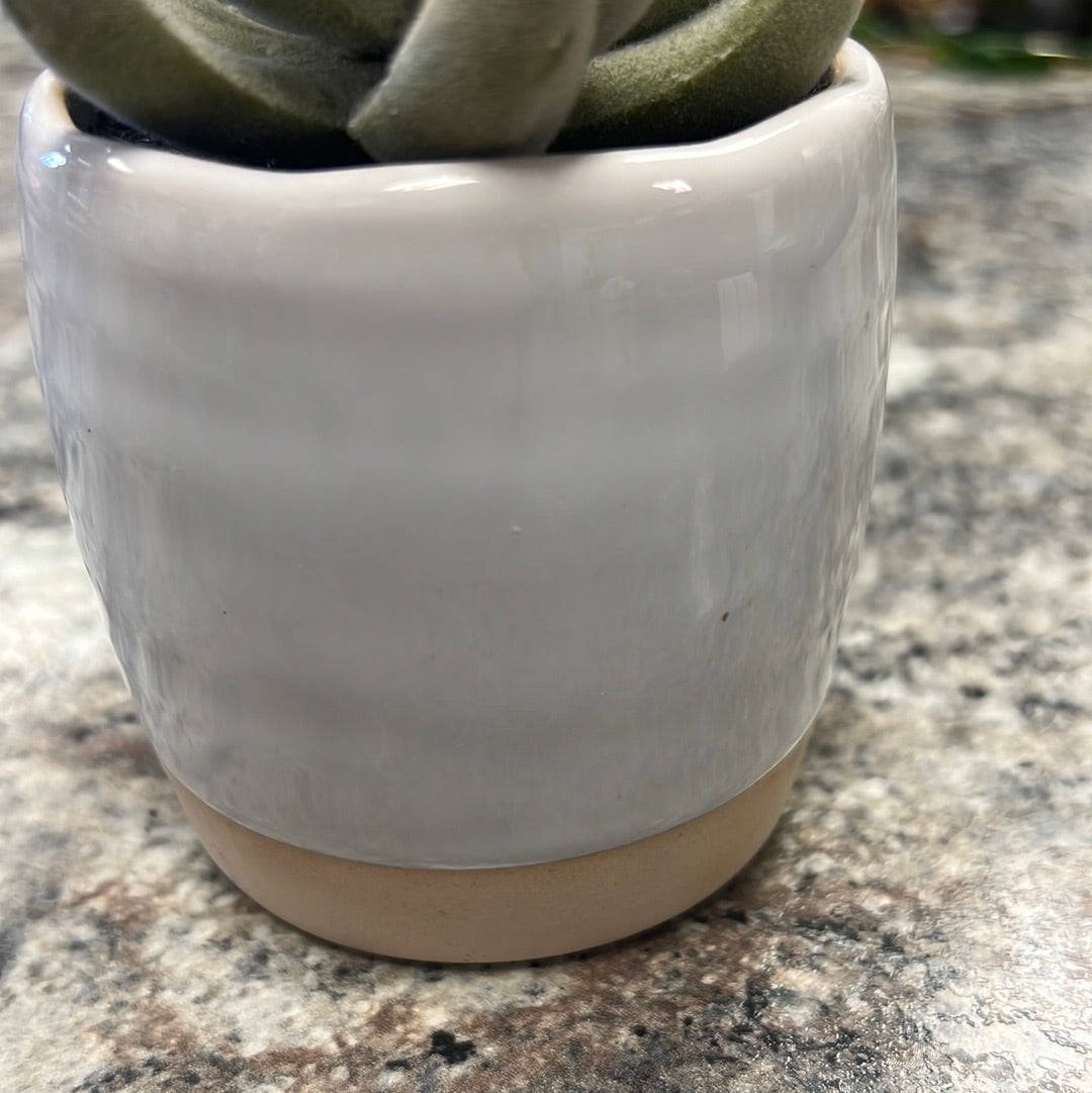 Small Succulent Plant