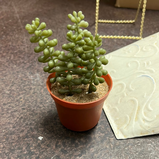 Small Succulent